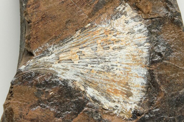 Fossil Ginkgo Leaf From North Dakota - Paleocene #201202